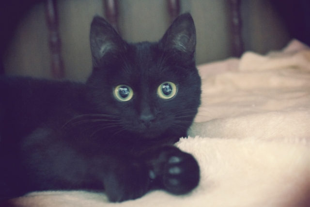 黒猫は縁起の良い福猫だった 黒猫のウォールステッカーおすすめ13選