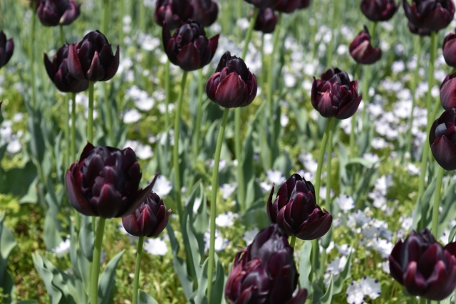 黒い花が人気 家庭菜園で育てやすいのは黒いパンジーとチューリップ