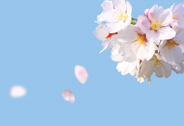 桜が散る 梅がこぼれる 菊が舞う 日本語の美しい表現方法